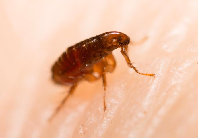 Flea pest control in Northamptonshire