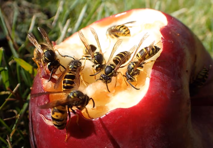 Wasp Nest Removal in Rugby