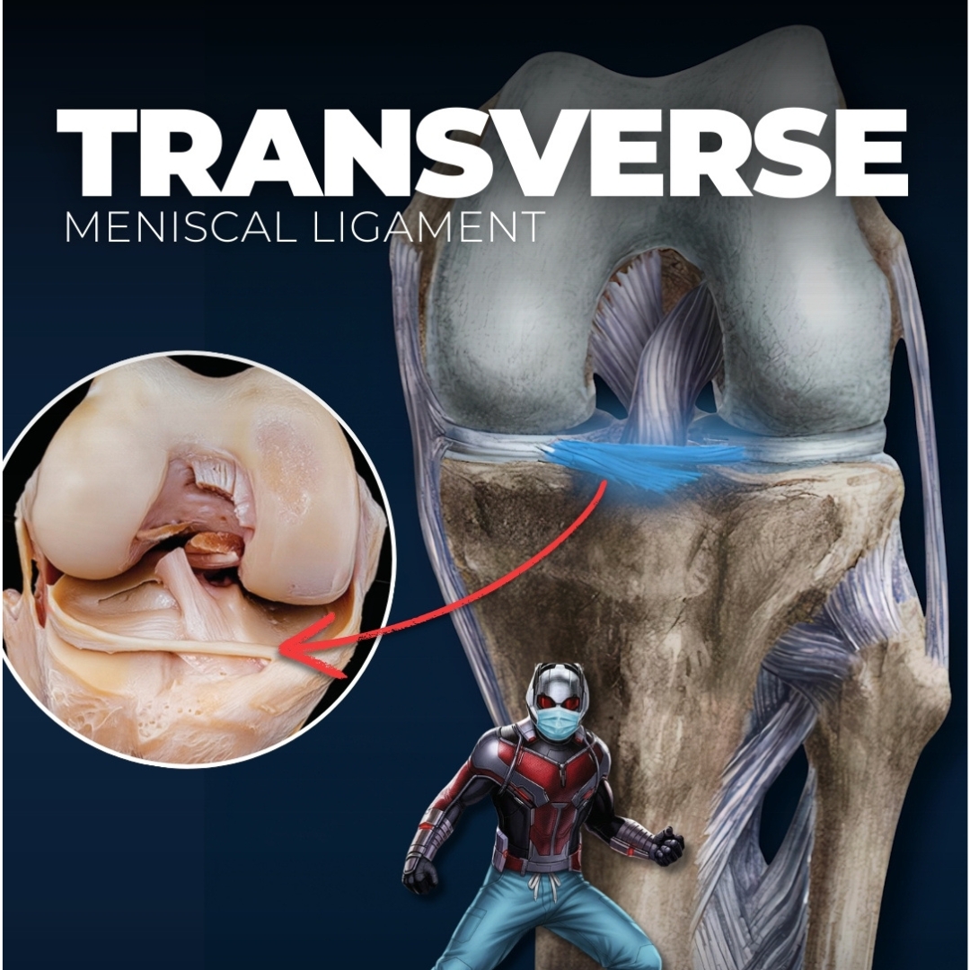 Transverse meniscal ligament anatomy illustration with Ant-Man superhero character showing detailed 3D knee joint model with blue highlighted transverse ligament and circular inset of real anatomical specimen showing menisci connection - educational medical diagram demonstrating smallest knee ligament structure