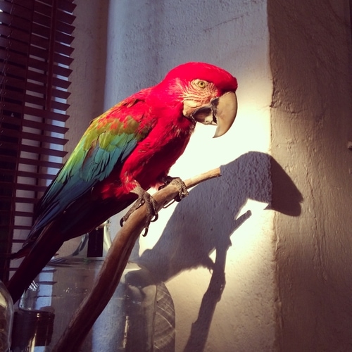 flores a domicilio Madrid