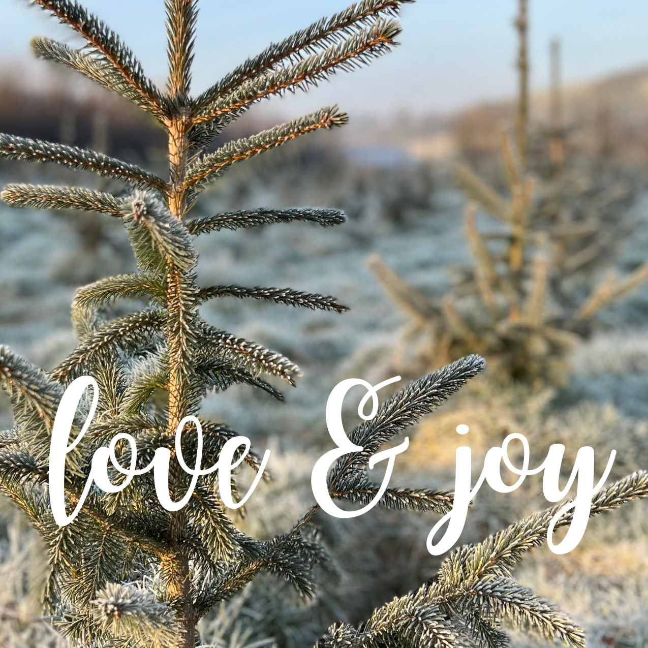 Frosted spruce tree with Love & Joy message