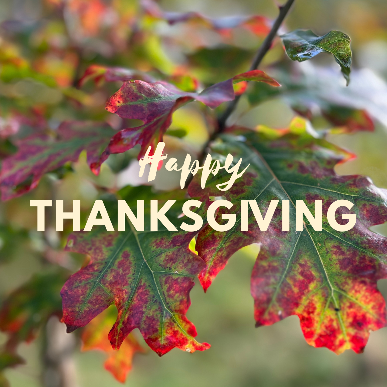 Green and red Oak leaves with Happy Thanksgiving message