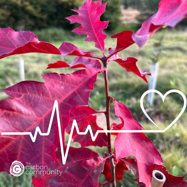 Red Oak with heartbeat graphic