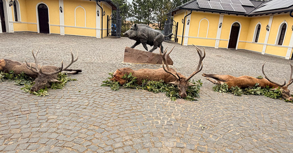 Red deer stags from a Hungarian hunt