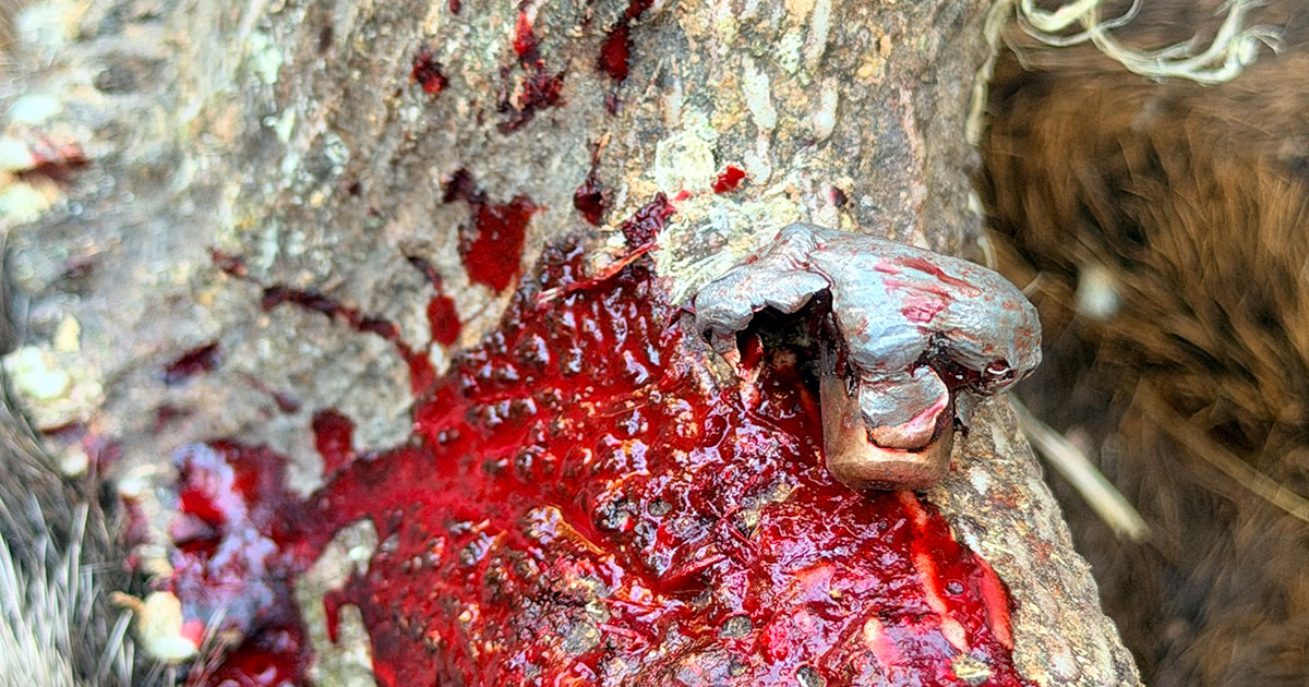The red stag taken on the second morning