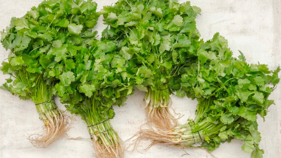 Four bunches of coriander.