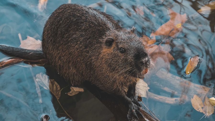 A beaver on a river