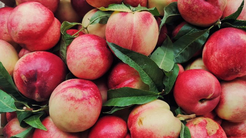 Freshly picked nectarines.