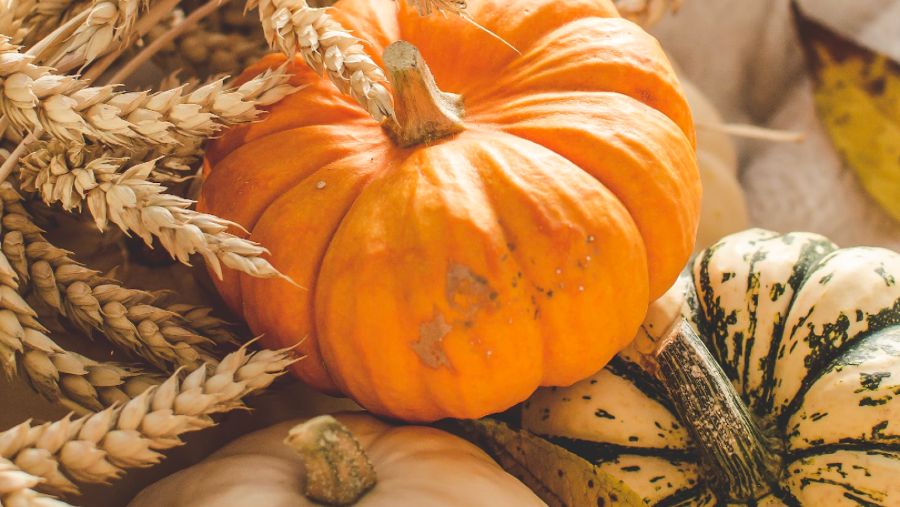 Various pumpkins including an orange one, a beige one and a yellow and green one.