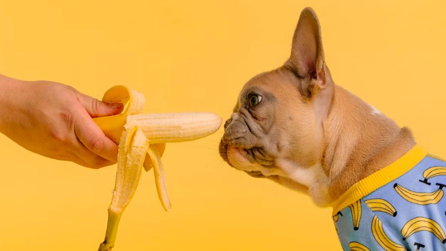 A brown French bulldog wearing banana pyjamas being fed a banana on a yellow backdrop.