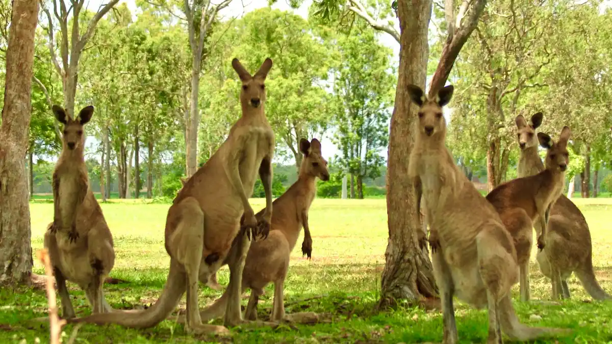 A group of kangaroos in the bush.
