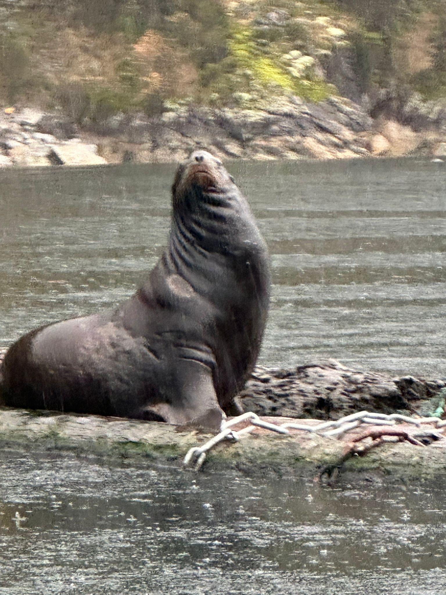 Massive Steller sea lions, some weighing over 600 pounds, are becoming an increasingly common sight in the waters of Indian Arm.