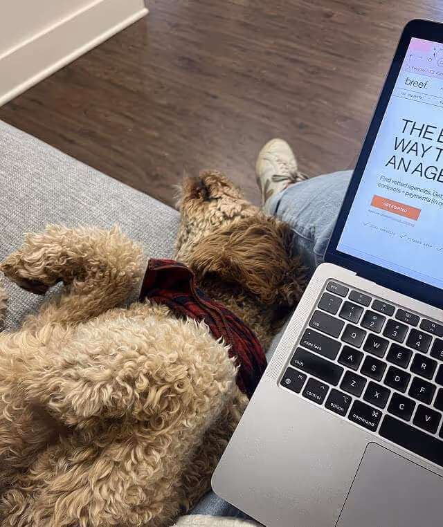 Curly-haired dog wearing a red and black bandana lying on a gray couch next to a laptop on someone's lap.