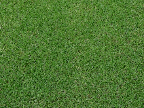 Common Kikuyu