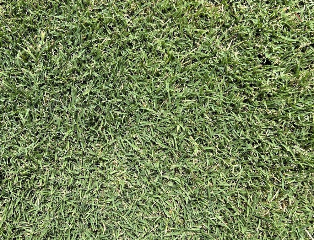 Bermuda/Couch Grass