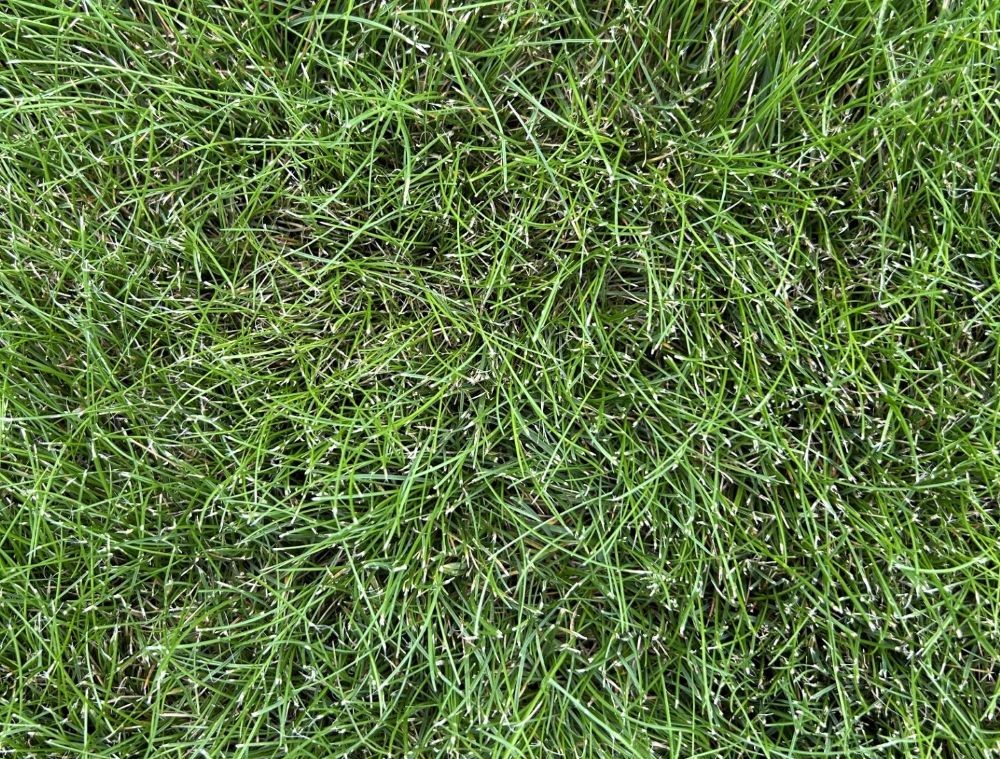 Fine Fescue