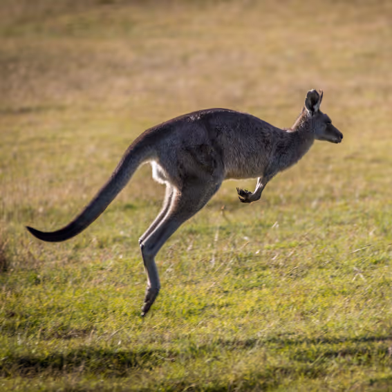 Grå kjempekenguru