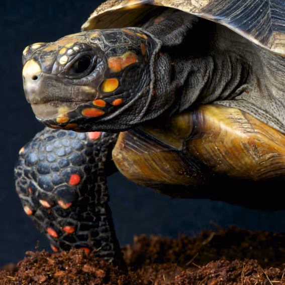 Rødfotet Skogsskilpadde