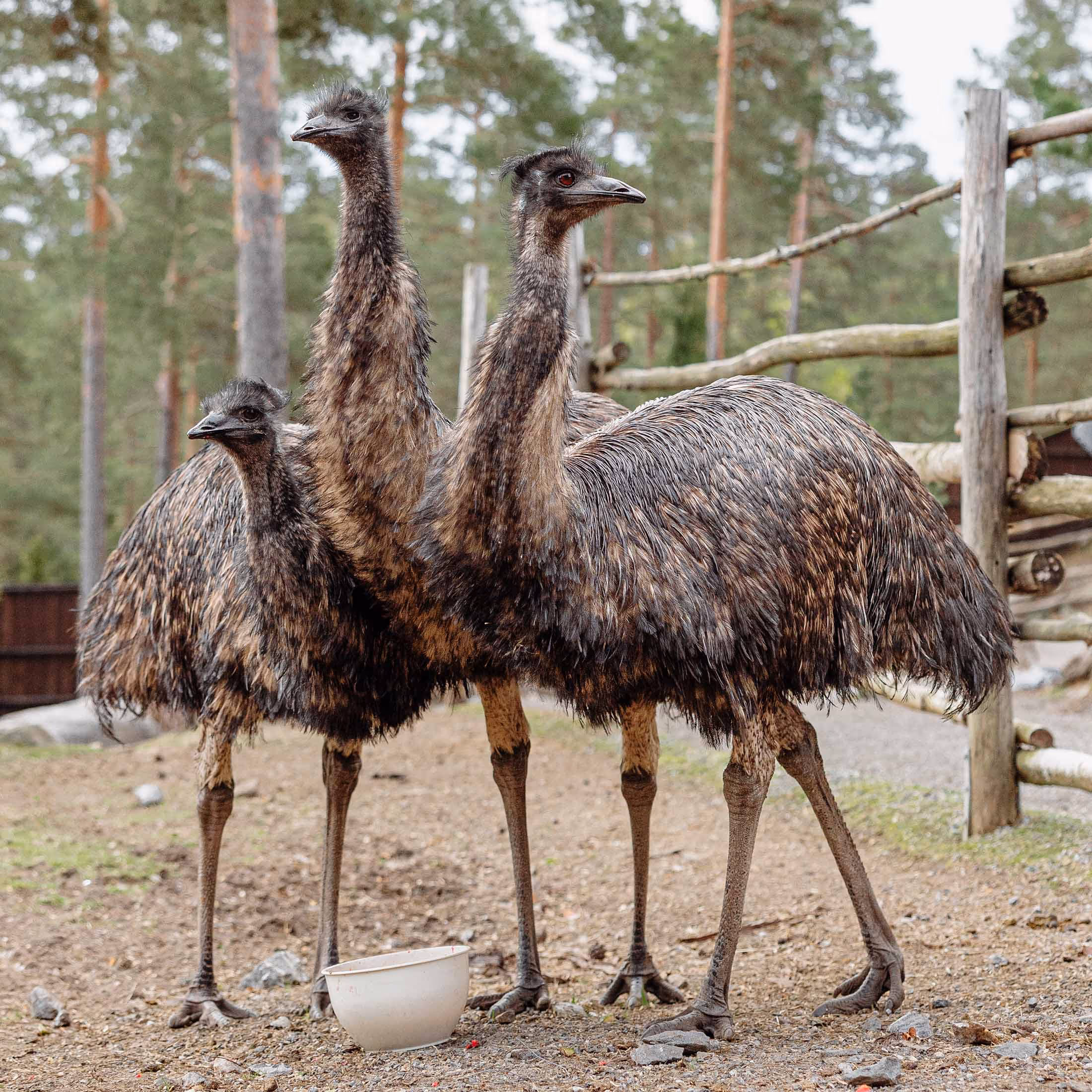 Emu