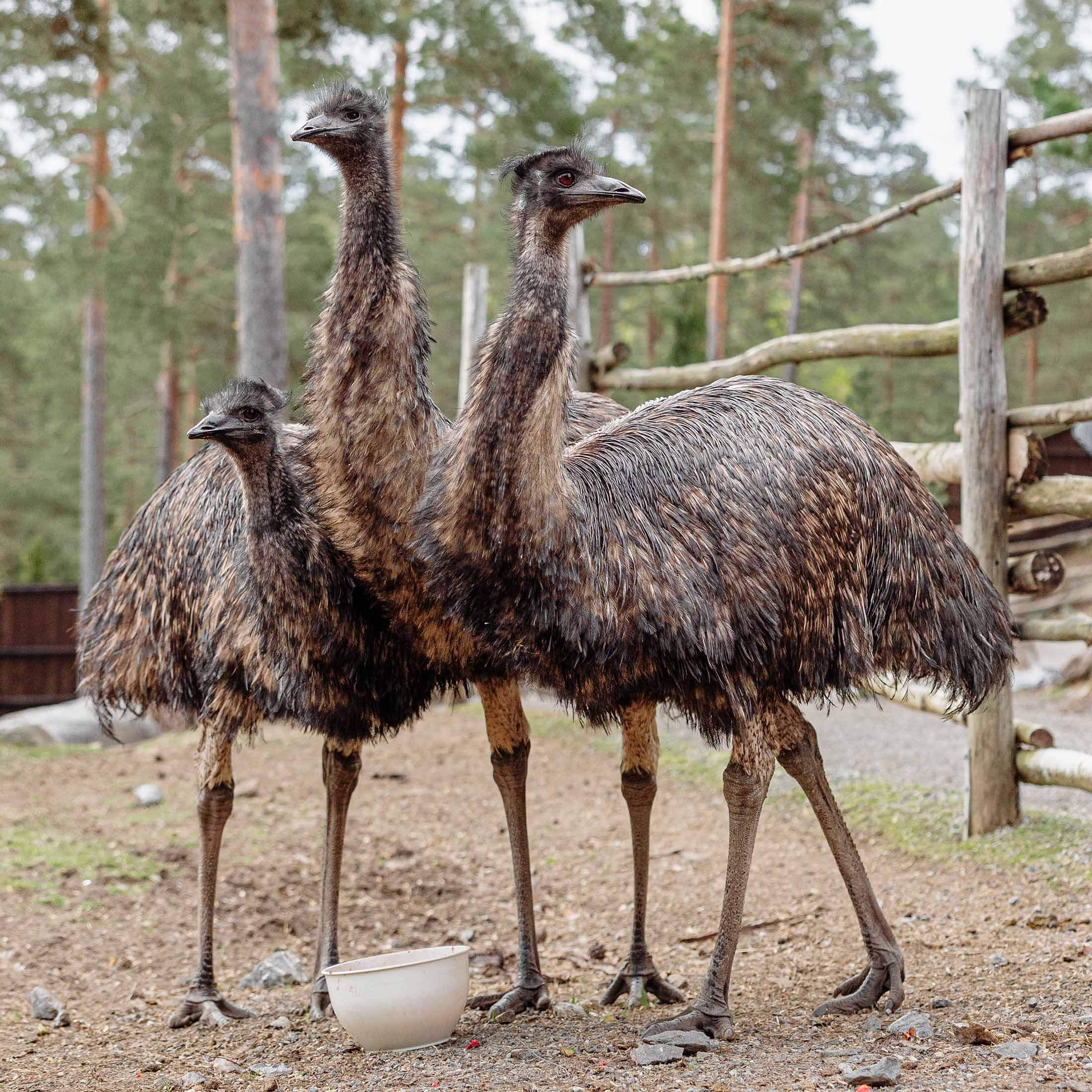Emu