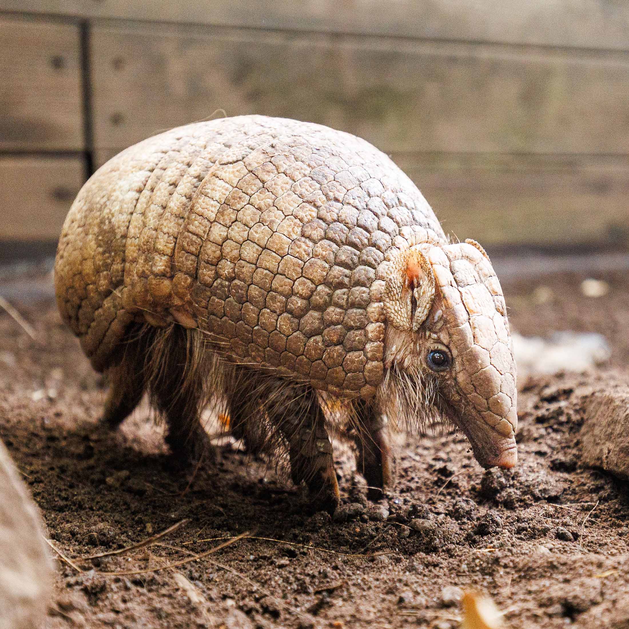 Tre båndet beltedyr