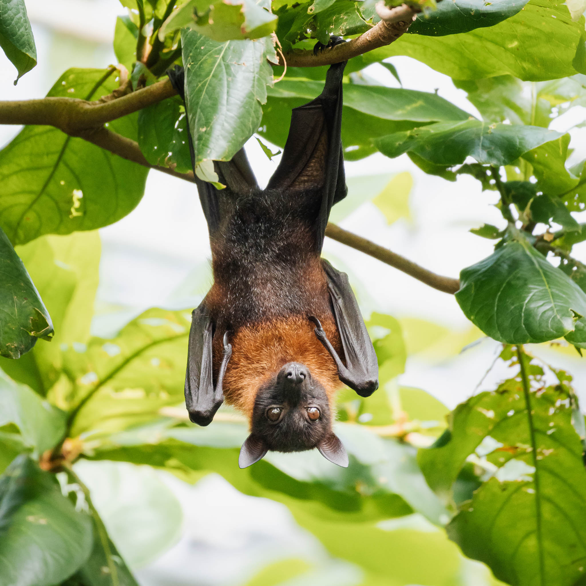Flyvende hund