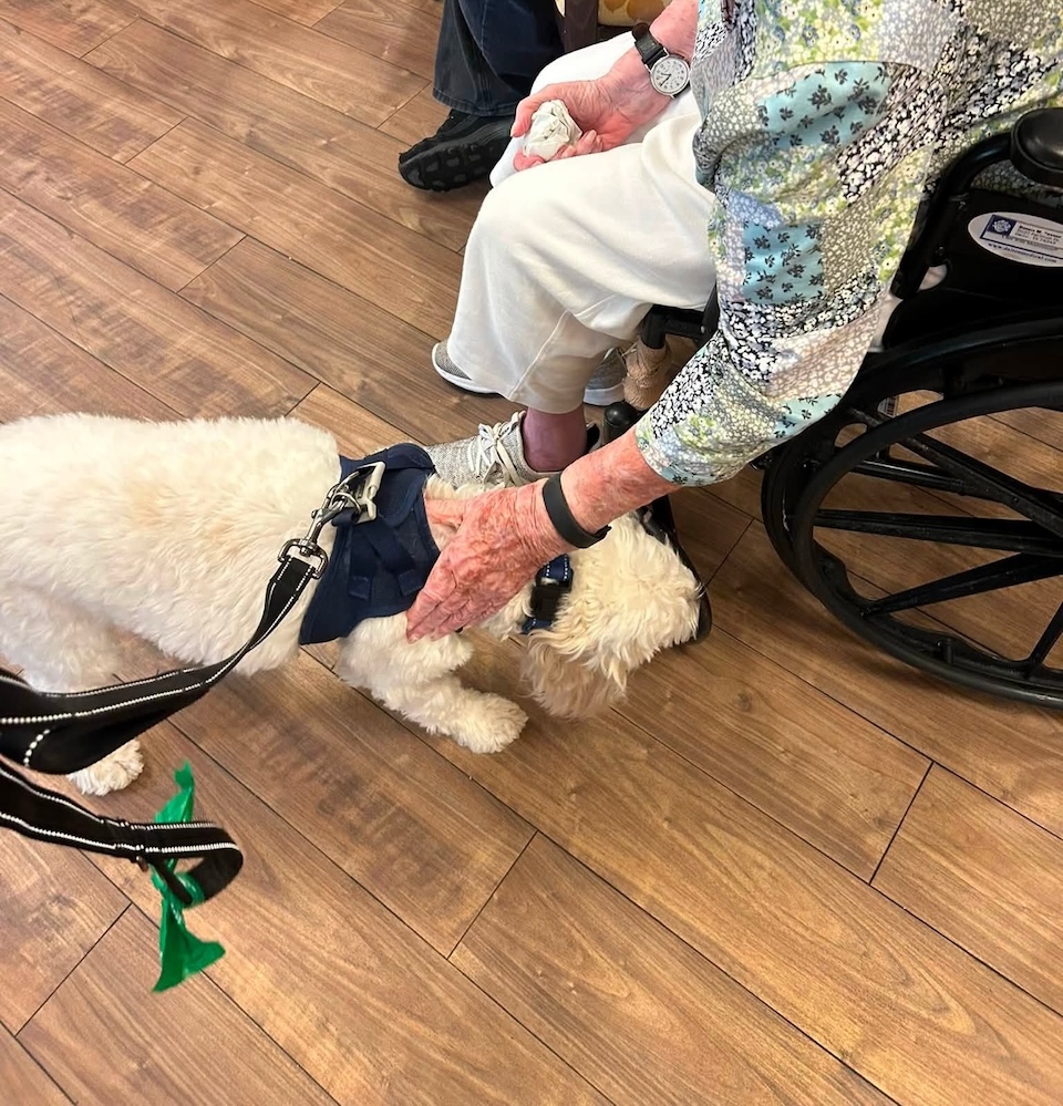 tips on fostering a senior dog