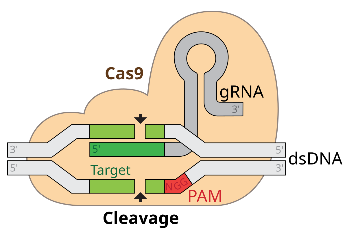 CRISPR patent 