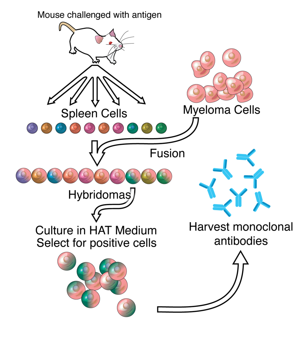 monoclonal antibody patent