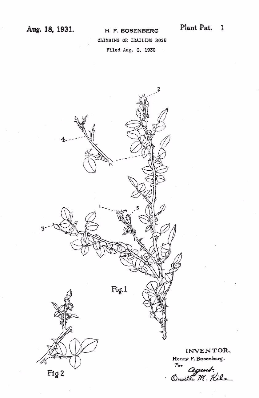 Plant patent illustration