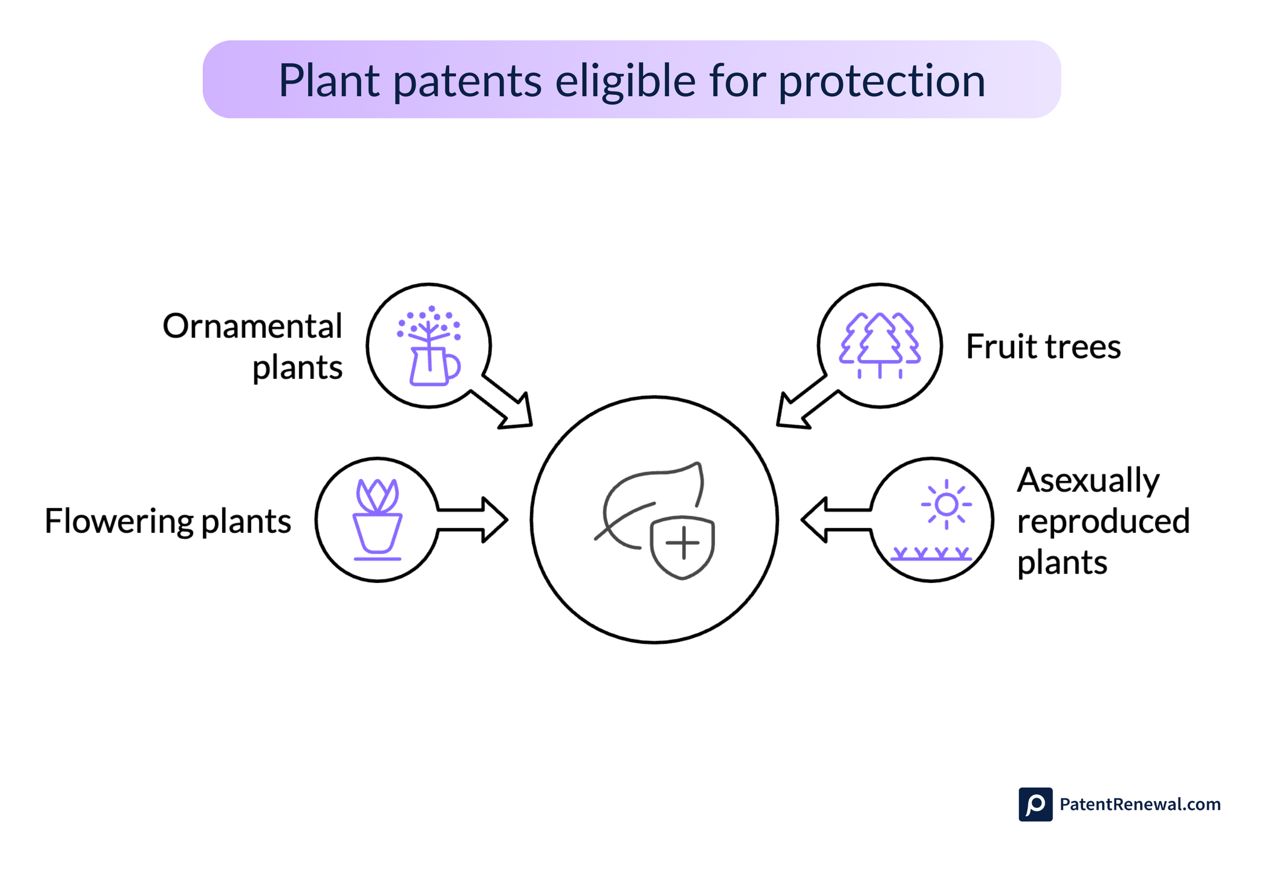 Plant patent protection