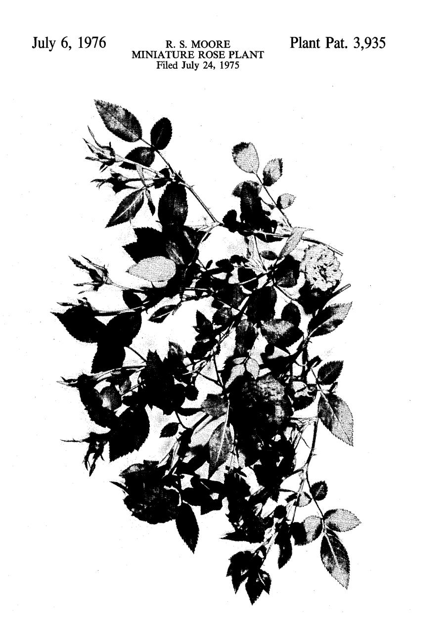 Plant patent illustration