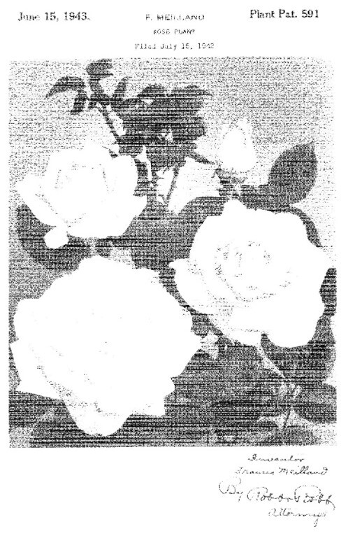 Plant patent illustration