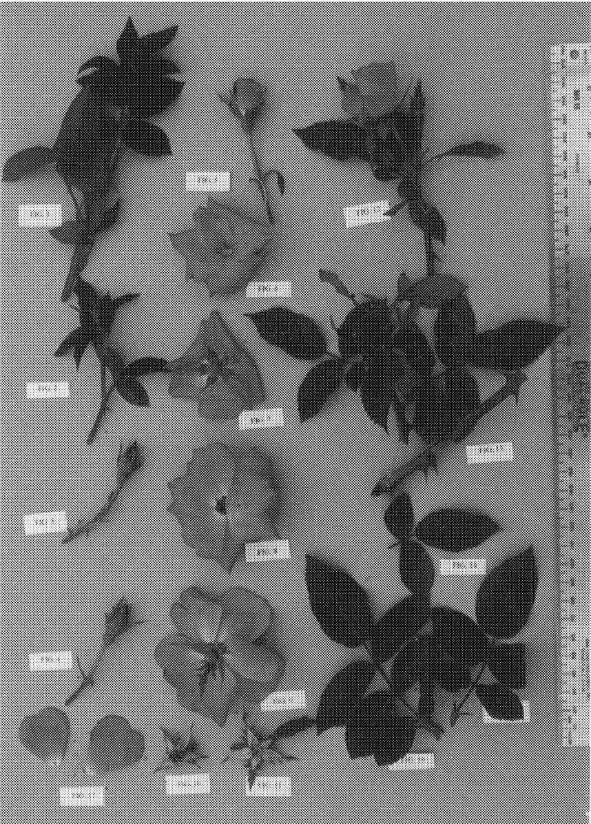 Plant patent illustration
