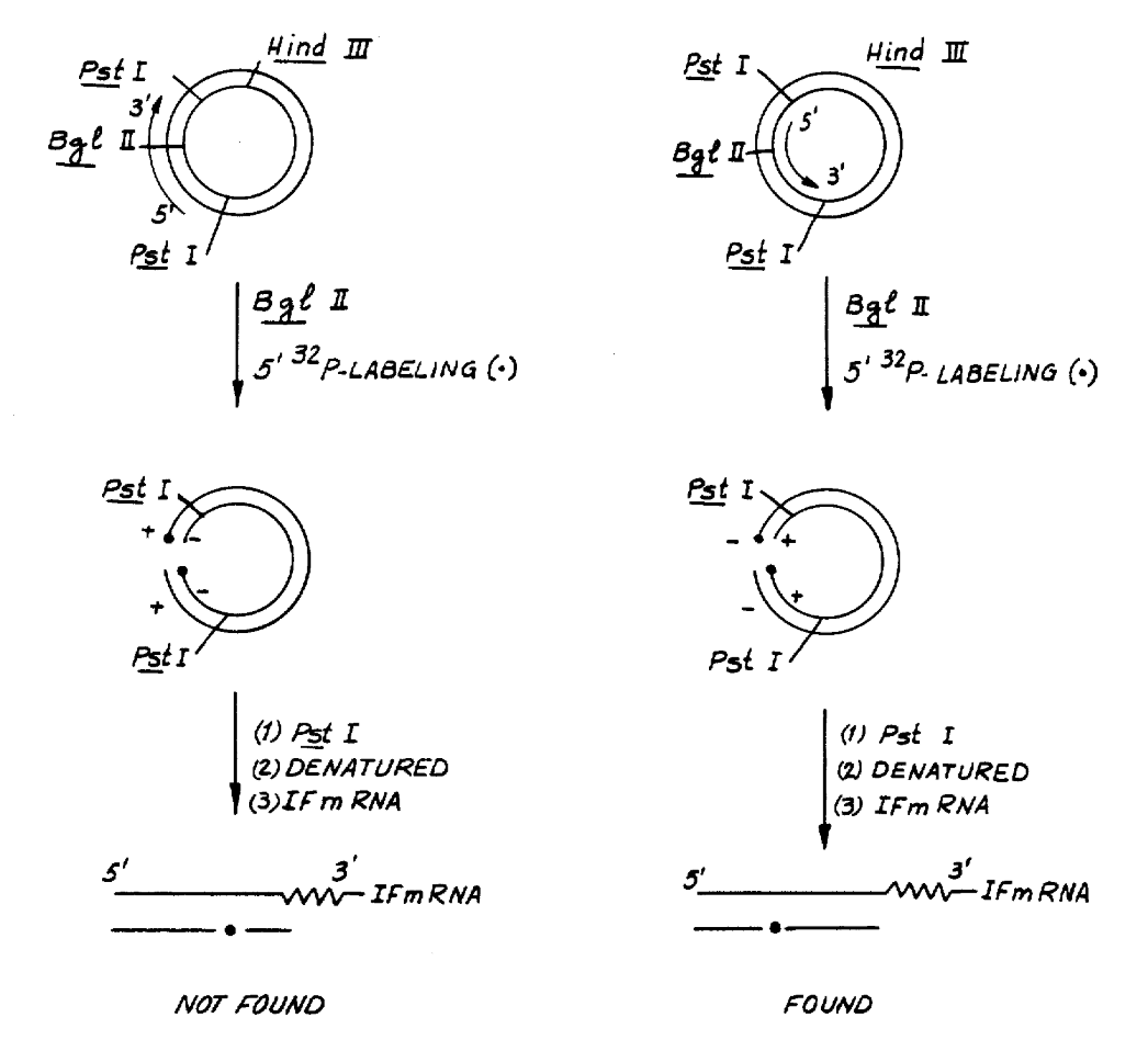 Recombinant DNA technology