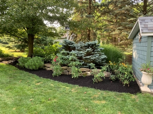 Tree ring with fresh mulch, preventing weed growth and enhancing soil health.