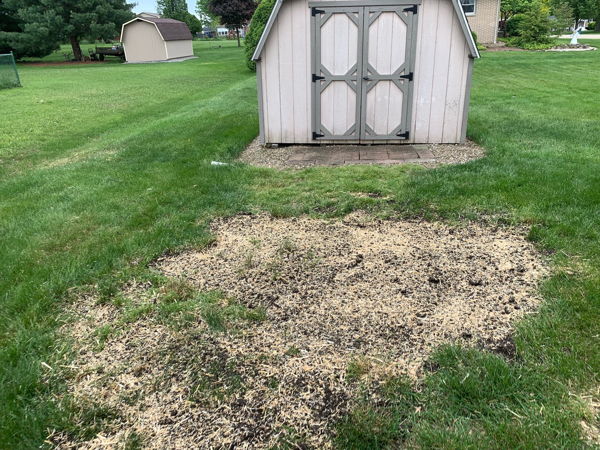 Lawn seeding process using high-quality grass seed for thick and even growth.