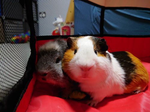 Two guinea pigs are sitting in a cage.