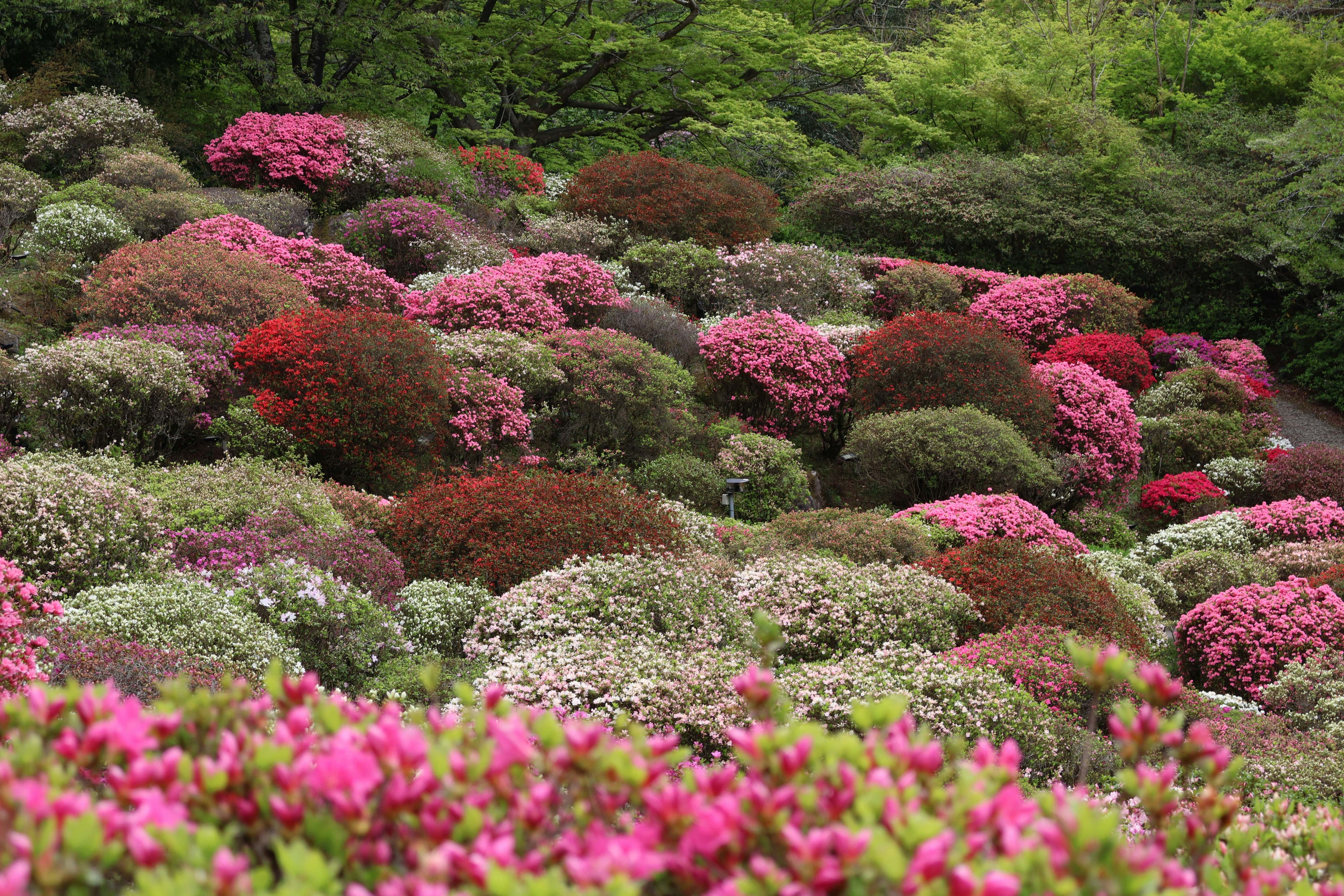 Family Moving with loads of boxes Outside