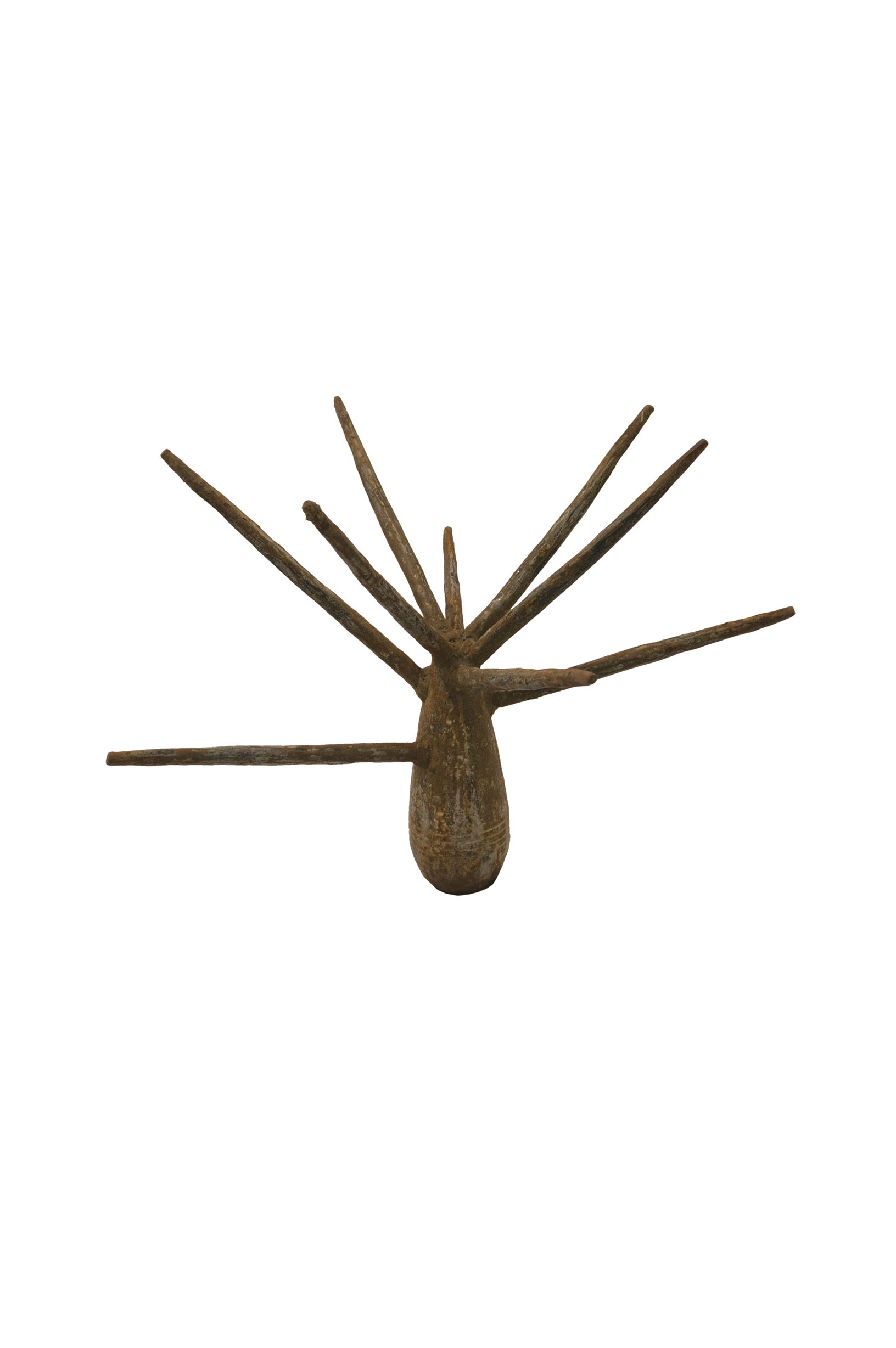 Tillandsia by Pete Jimenez © MO_Space