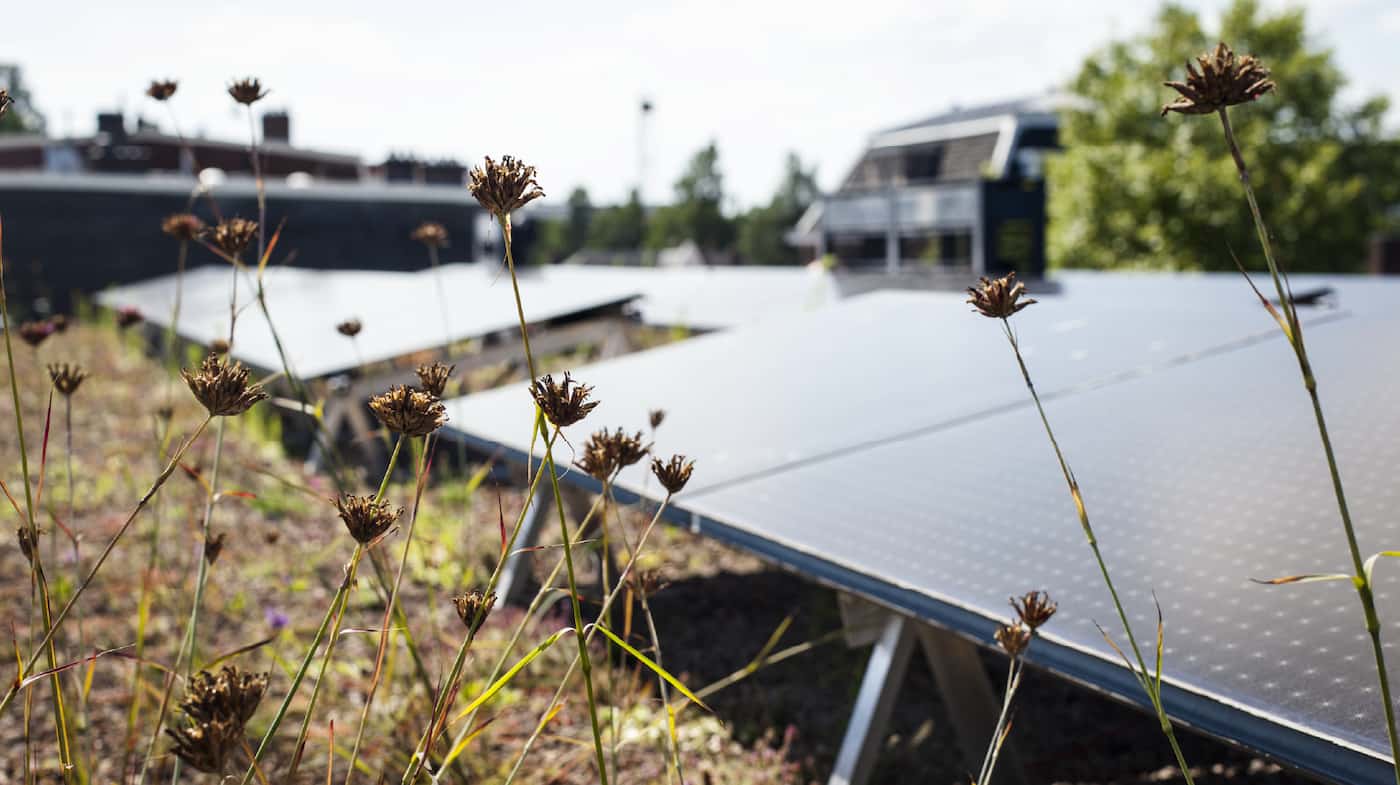 Close-up van Sedum planten met zonnepanelen erachter
