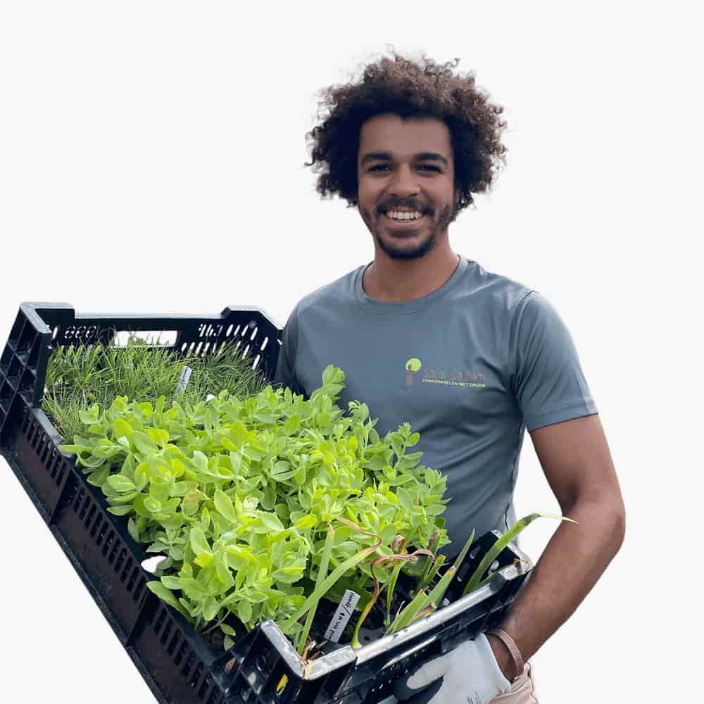 Iemand met een krat vol sedumpluggen voor groen dak in de handen