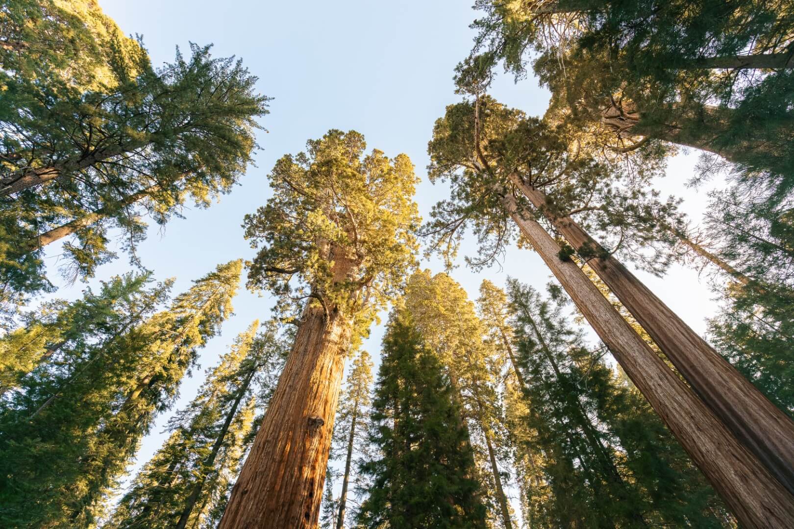 Looking up through the canopy of giant sequoia and evergreen trees that are catching soft golden light