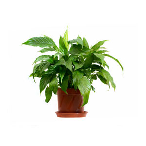 Indoor plant
