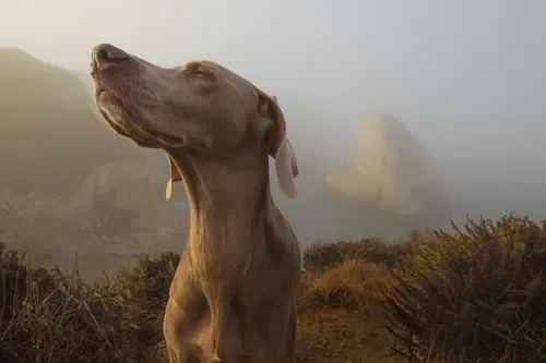 In Praise of Sniffing