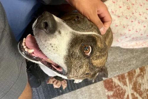 Avoid surrendering your dog: Resources & suggestions