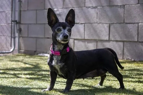 Canine Research Supports Adopting Senior Dogs … and Other Findings