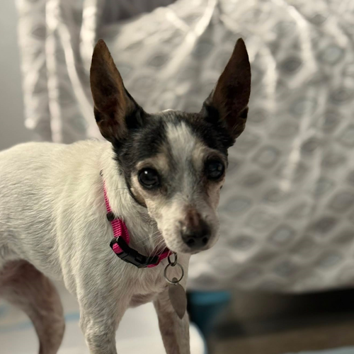 Sophia