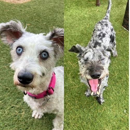 Daisy & Hershey