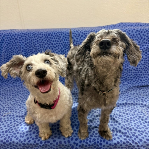 Daisy & Hershey